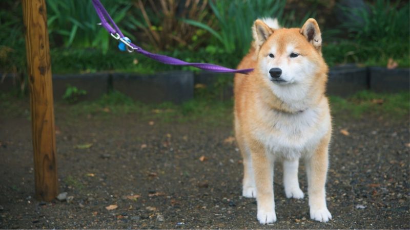 International Akita Day