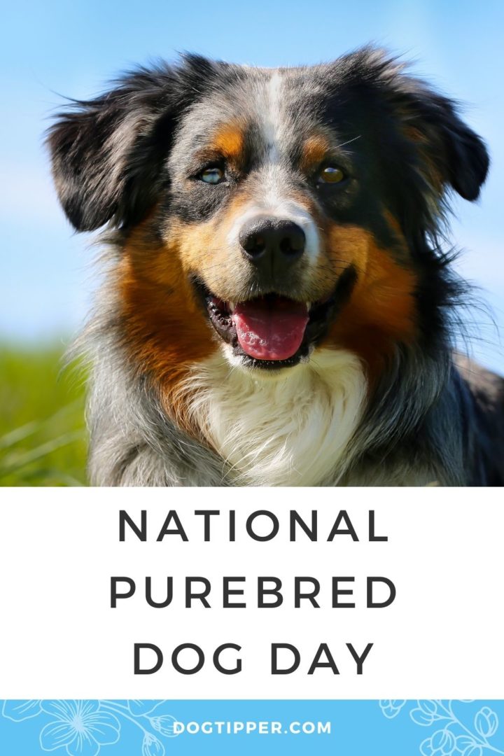 National Purebred Dog Day