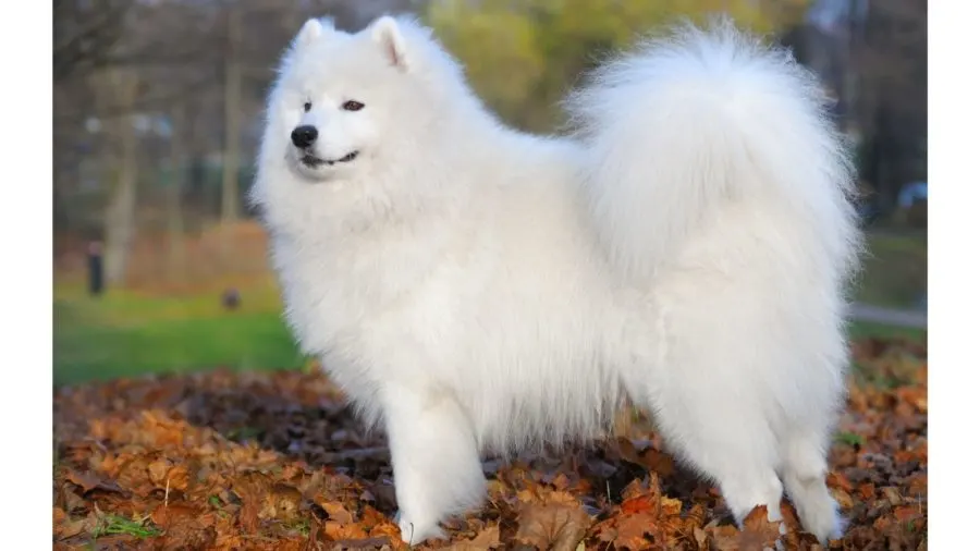 Samoyed rehome best sale