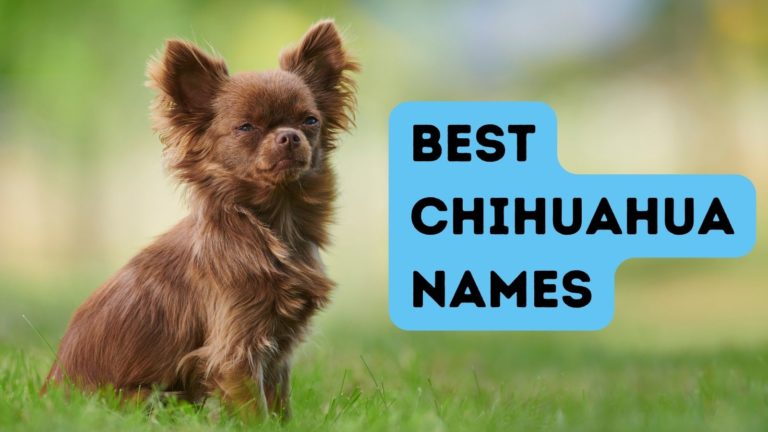 180 Best Chihuahua Names For Your New Fur Baby   BEST CHIHUAHUA 768x432 