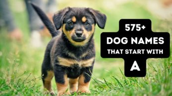 575 Dog Names That Start With A {male & Female Names!}