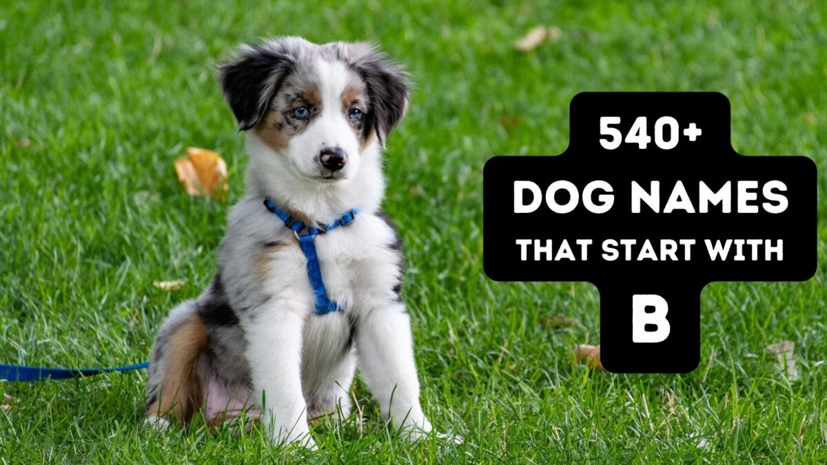 540-dog-names-that-start-with-b-male-female