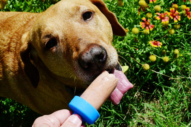 21 Recipes for Pupsicles {Yep, Popsicles for Dogs!}