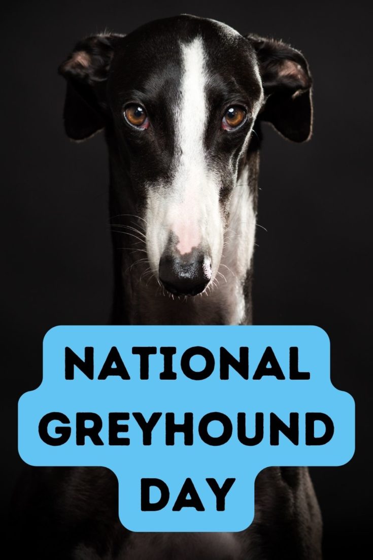 National Greyhound Day Celebrates Fast Friends