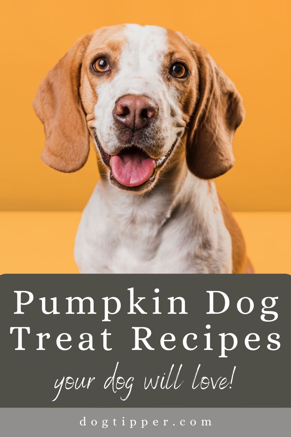 Pumpkin Dog Treats 10 Easy Recipes!