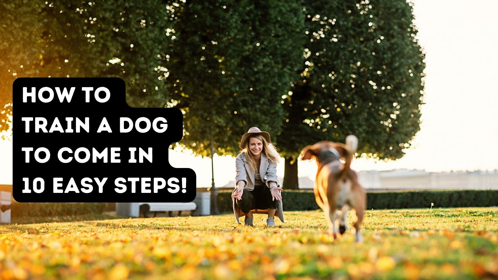 10-steps-to-train-a-dog-to-come-when-called