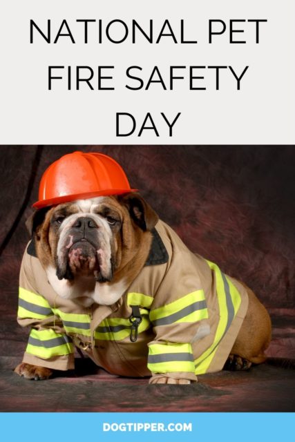 National Pet Fire Safety Day - Keep Your Dog Safe at Home and Away!