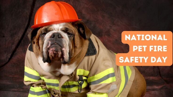 National Pet Fire Safety Day - Keep Your Dog Safe at Home and Away!