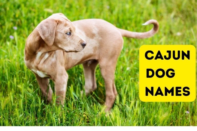 cajun-dog-names-to-make-every-day-mardi-paws