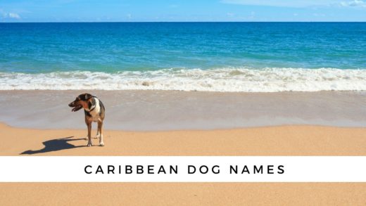 150-caribbean-dog-names-that-will-make-you-smile-caribbean-dog-names