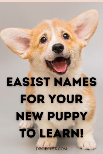 Repetitive Dog Names - Easy Two Syllable Names for Your Dog to Learn!