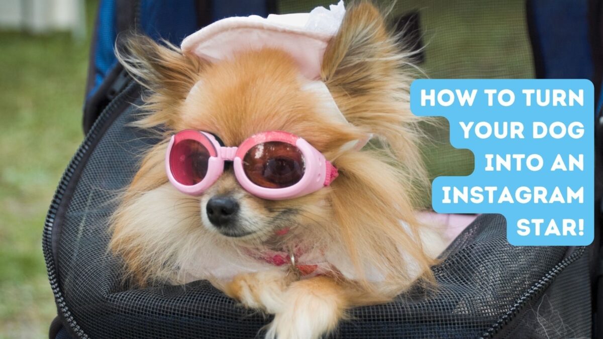 Who Are The Top Pet Influencers And Should Your Dog Join In The Fun?