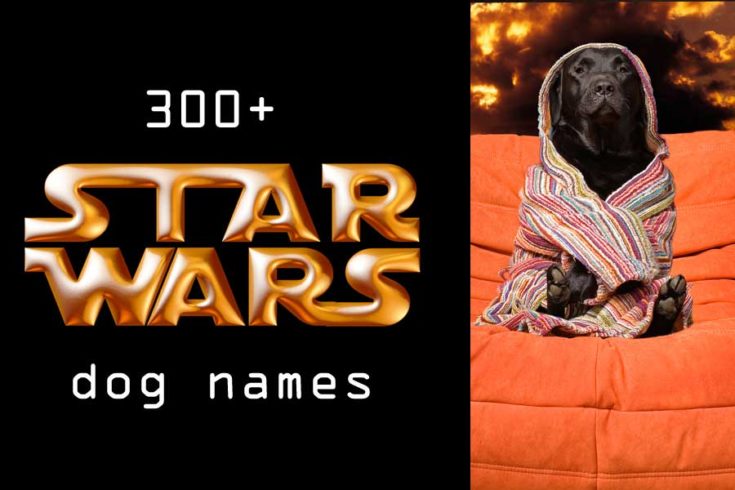 300-star-wars-dog-names