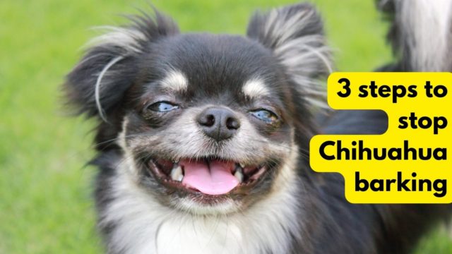 Chihuahua Barking? 3 Steps to Help Your Dog!