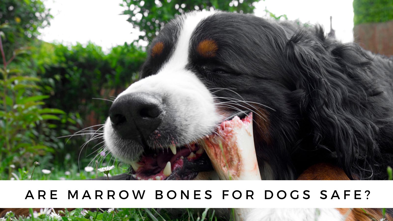 are natural bones good for dogs
