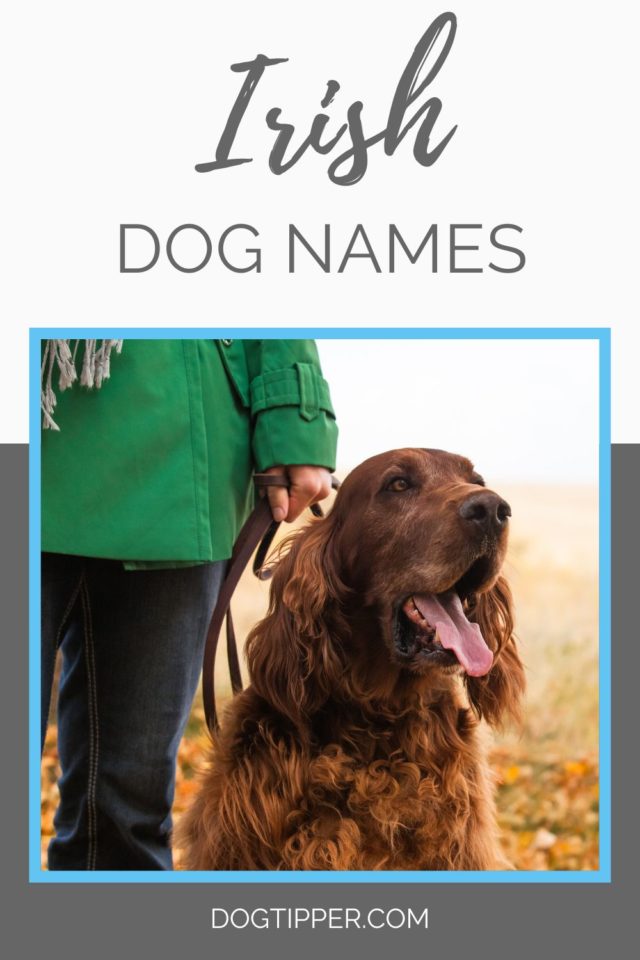 350+ Irish Dog Names for Your New Lucky Charm