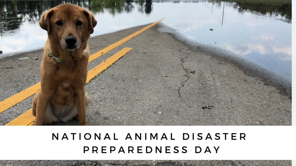 National Animal Disaster Preparedness Day 2025