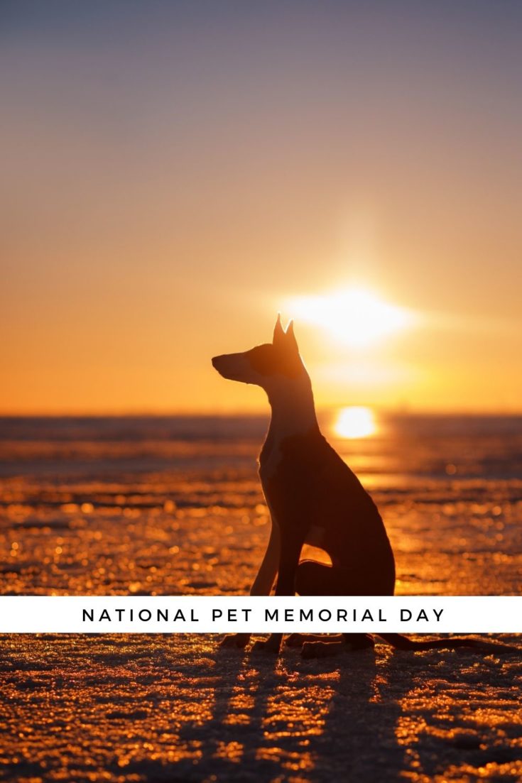 National Pet Memorial Day & Tips for Healing Following Loss of a Pet