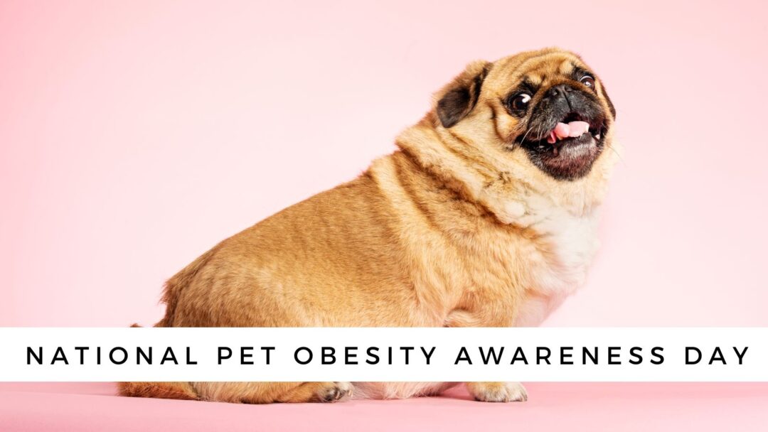 National Pet Obesity Awareness Day What You Need to Know!