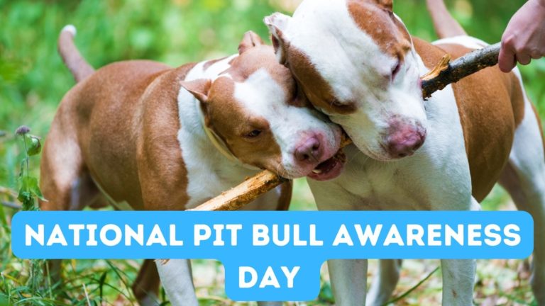 National Pit Bull Awareness Day