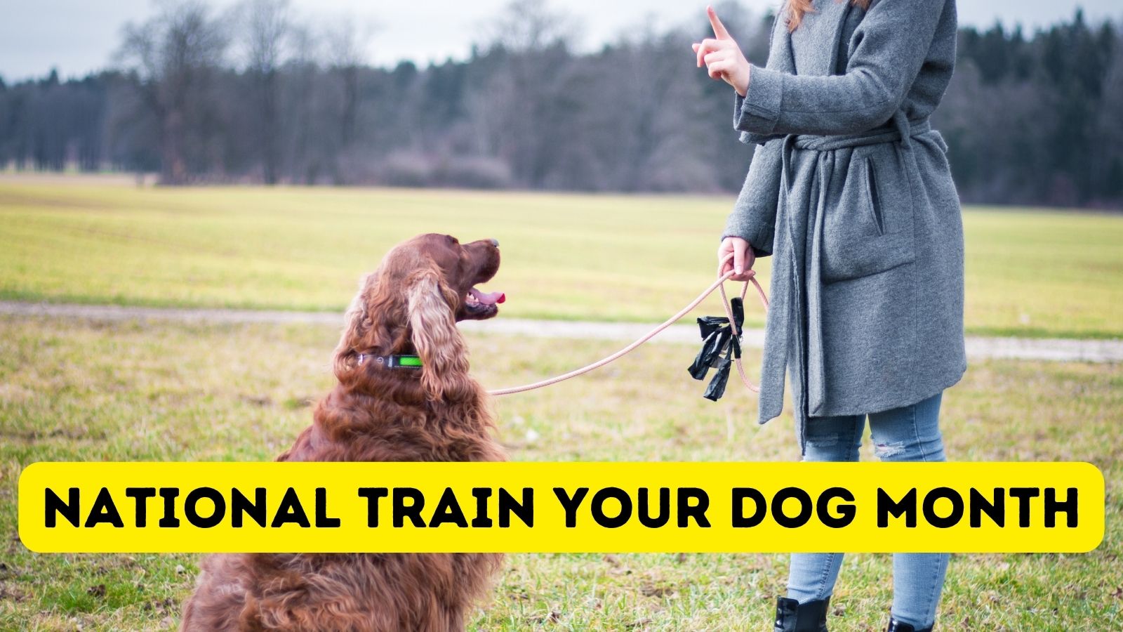 7 Tips for National Train Your Dog Month