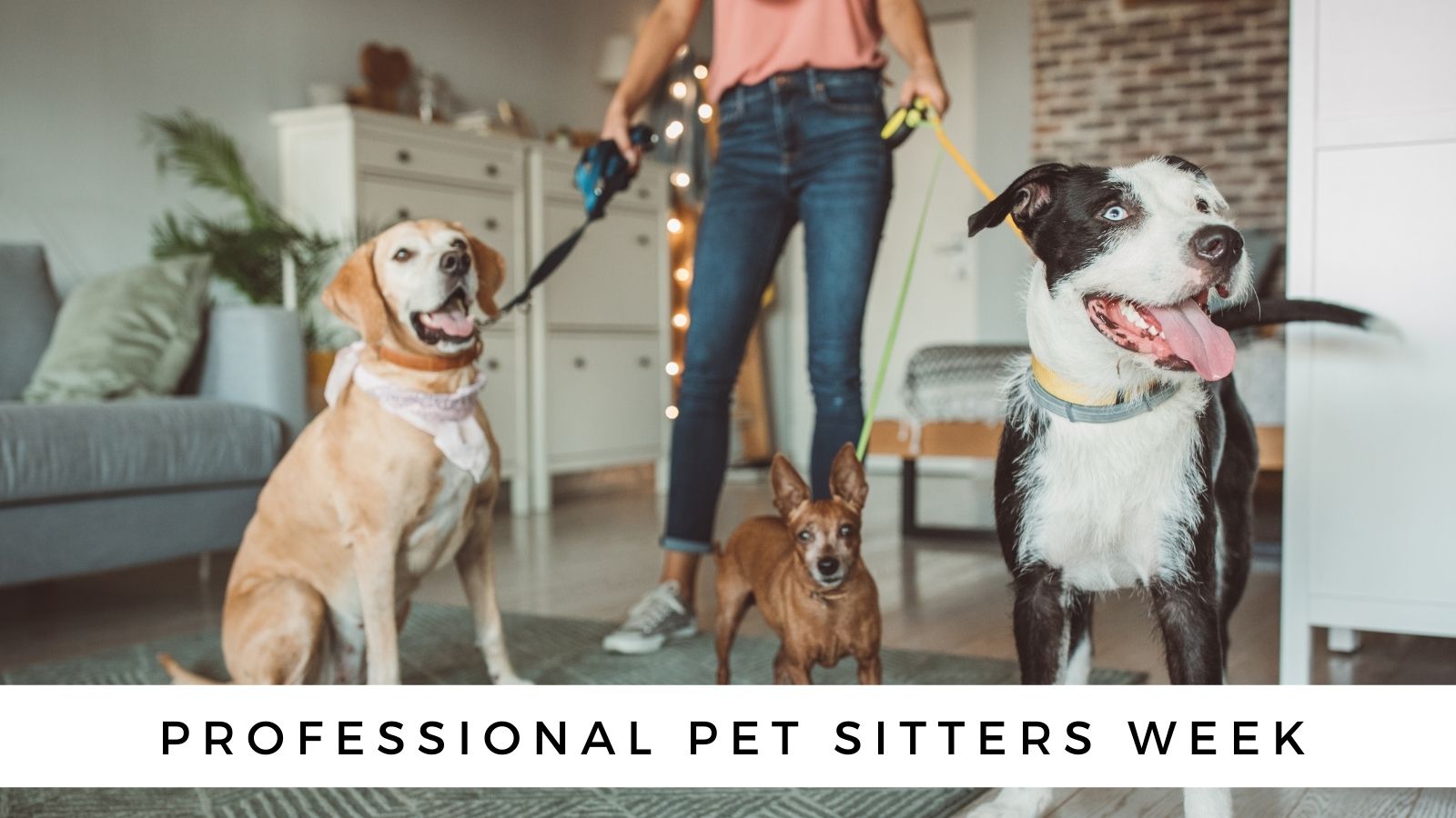 Professional Pet Sitters Week