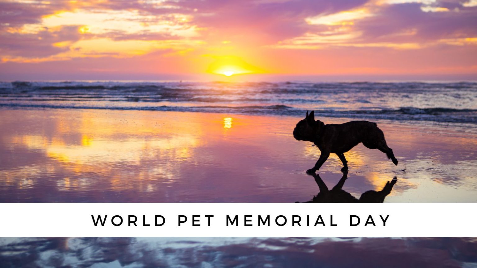 World Pet Memorial Day