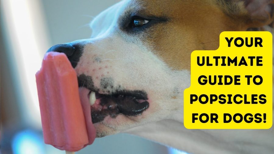 https://www.dogtipper.com/wp-content/uploads/2022/07/Your-Ultimate-Guide-to-Popsicles-for-Dogs-900x506.jpg