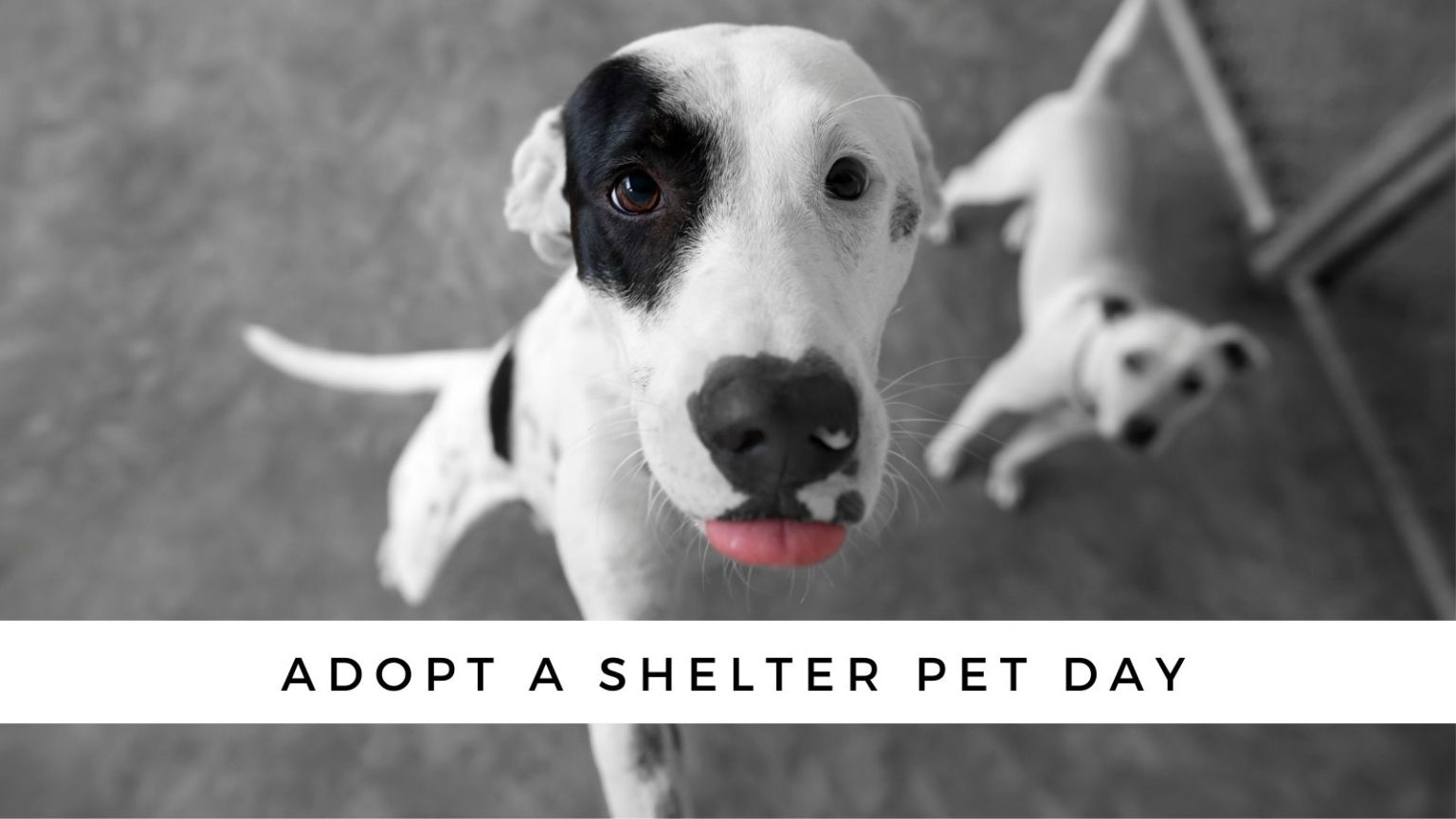 National Adopt A Shelter Pet Day (and what you need to do!)