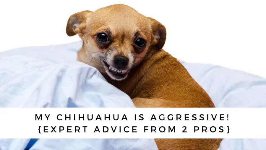 Chihuahua choking hot sale