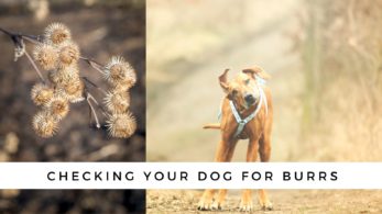 How to Remove Burrs from Your Dog's Coat