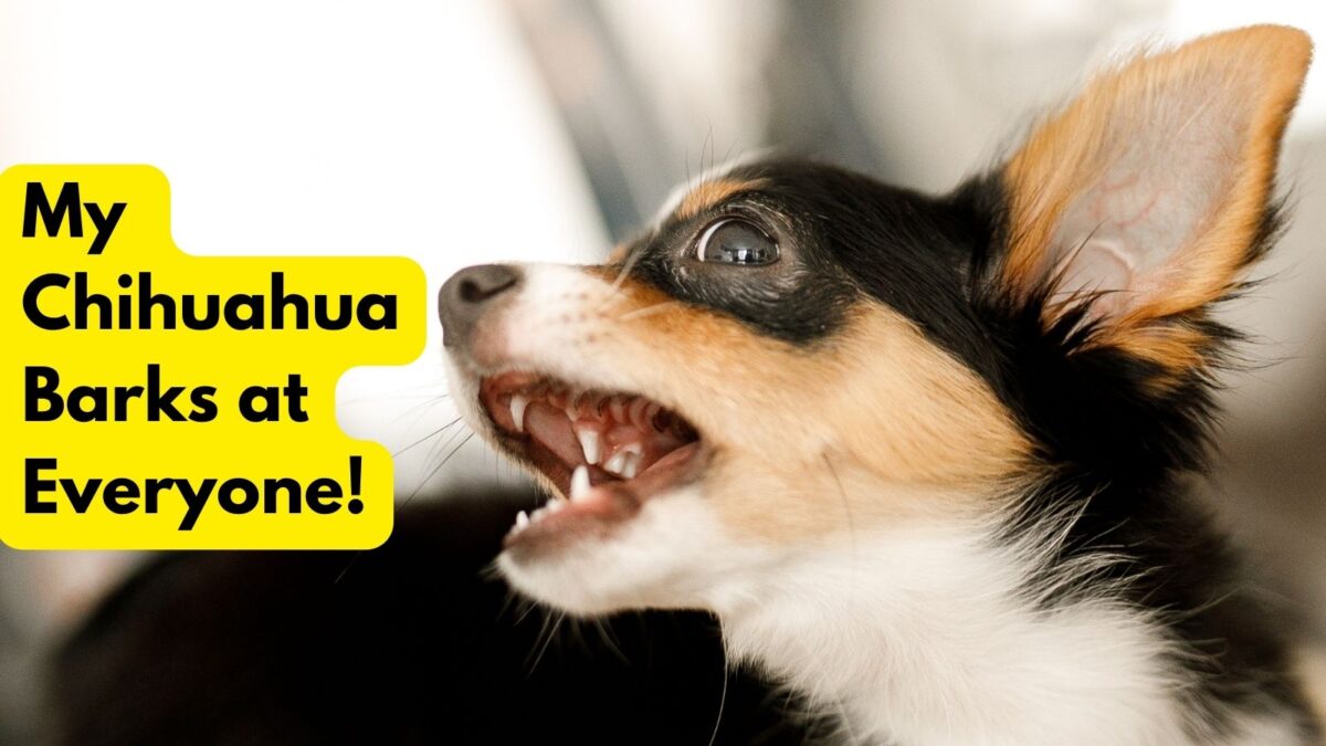 Chihuahua Barking? 3 Steps to Help Your Dog!