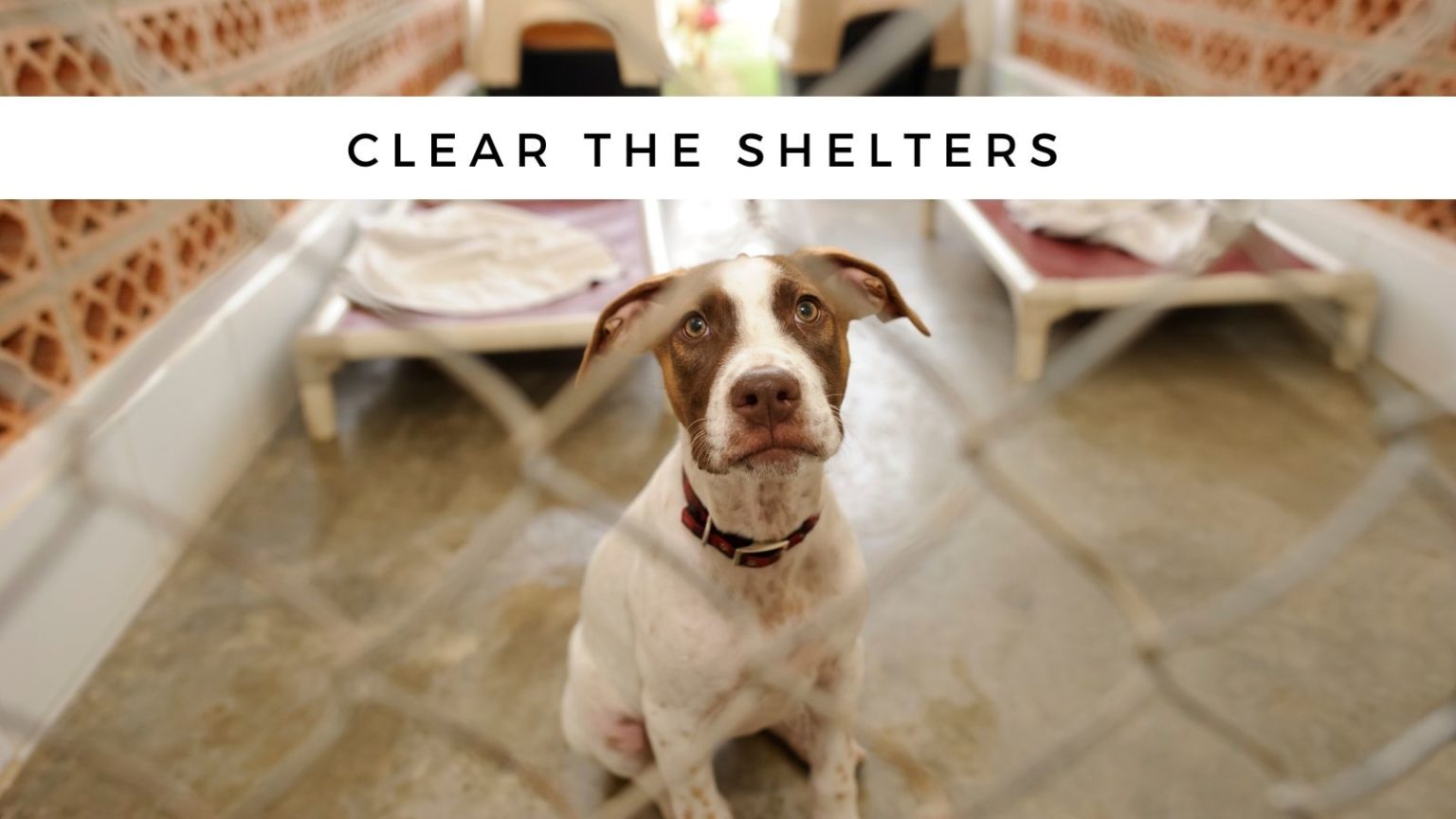 Mark Your Calendar for Clear the Shelters Adoption Drive 2023