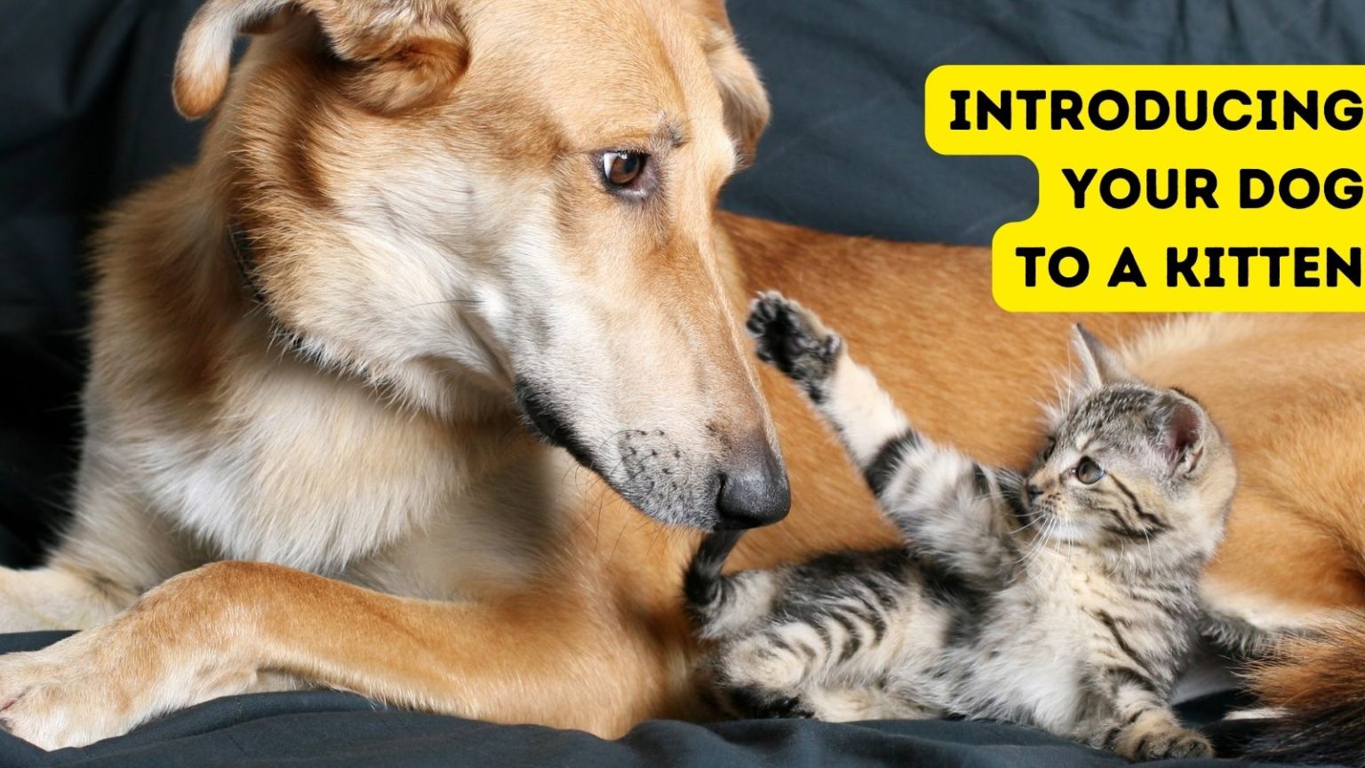 Introducing Your Dog to a Kitten {5 Important Tips to Know BEFORE the