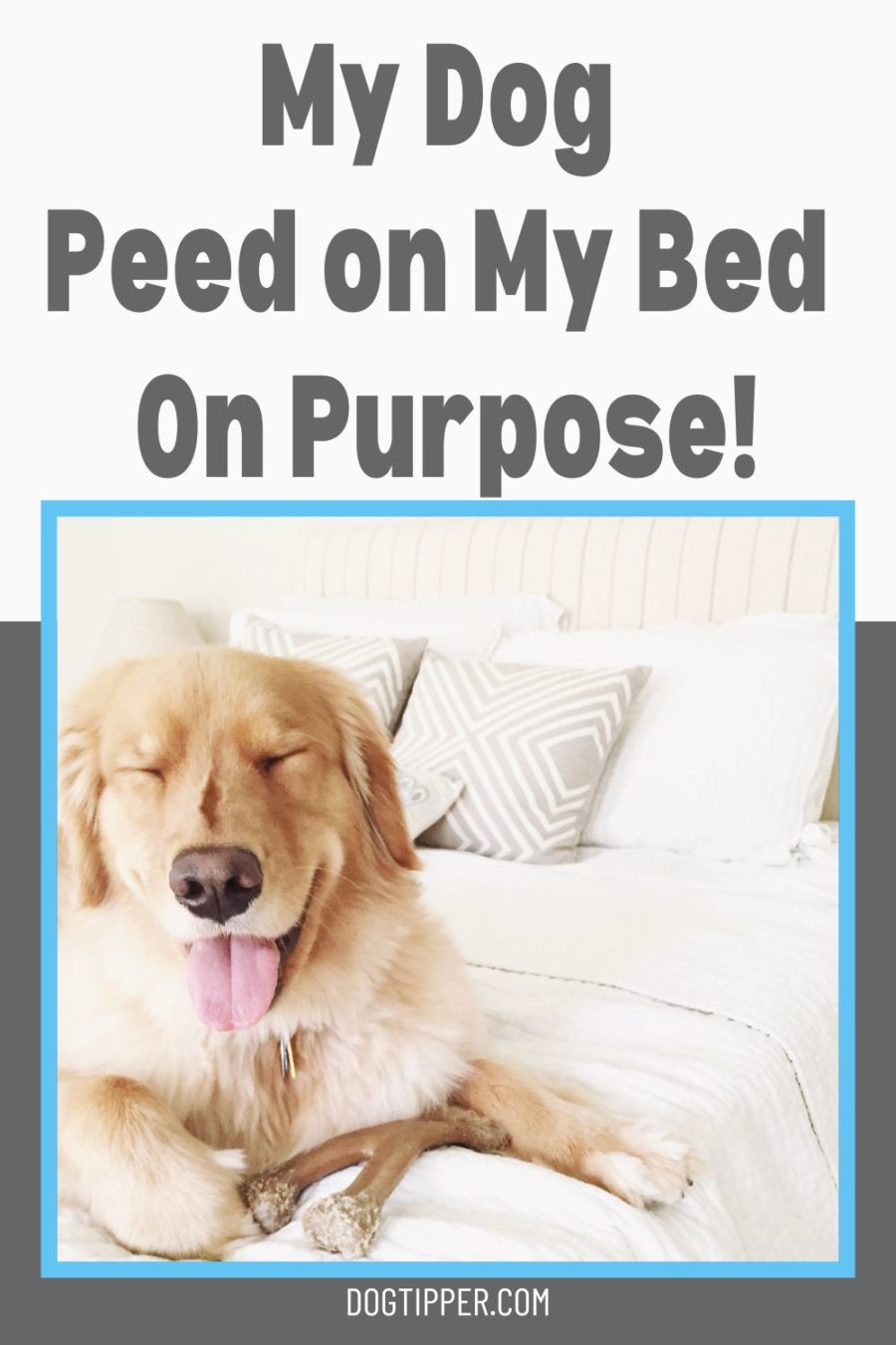 why would a dog pee and poop on the bed