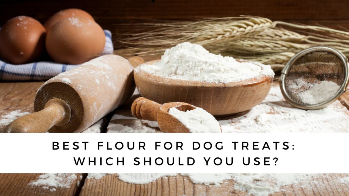 What's The Best Flour For Dog Treats?