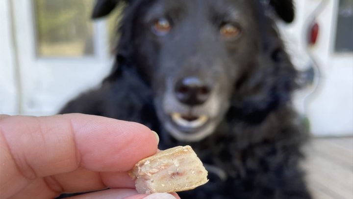 Tuna Dog Treat Gummies 