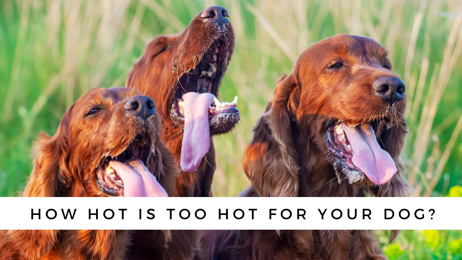 when dogs are in heat how long does it last