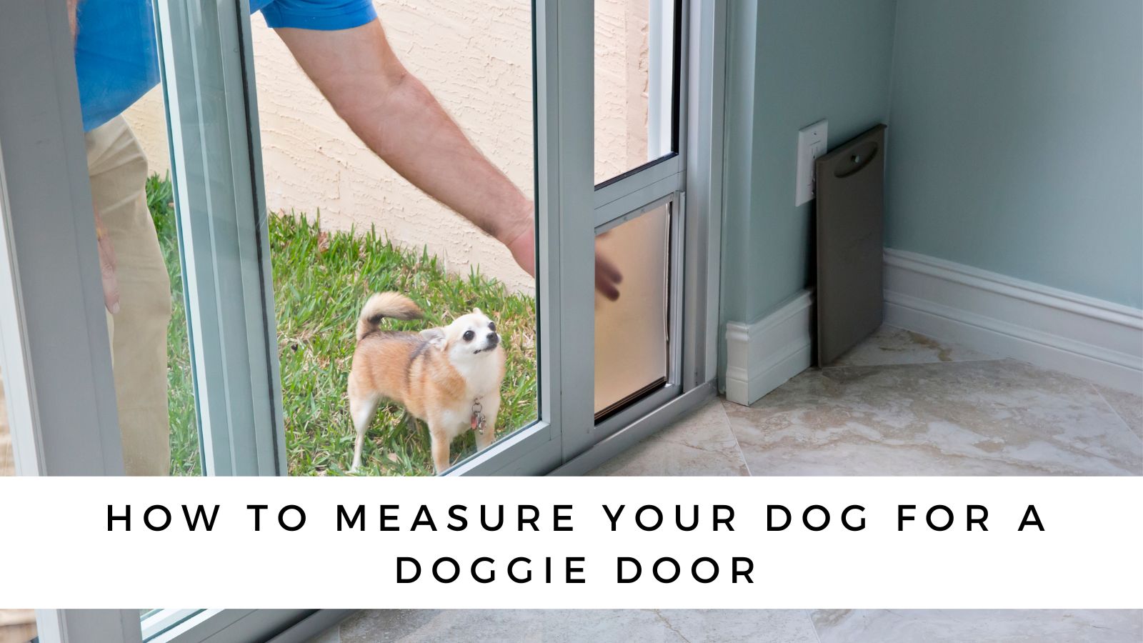 Buying A Dog Door? 5 Things You Need to Know! (2023)