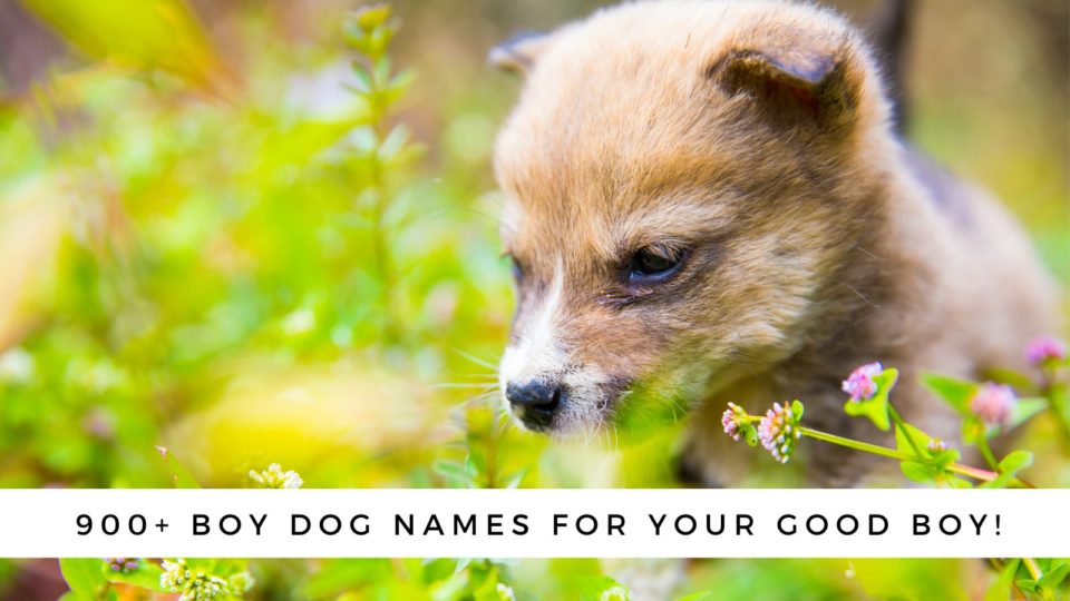 900+ Boy Dog Names for Your Good Boy!