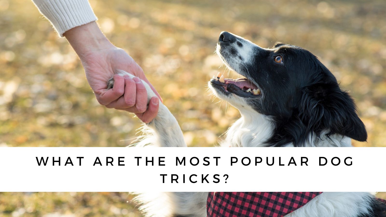 how do i teach my border collie tricks