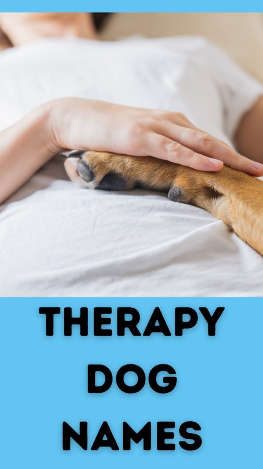 Names For Therapy Dogs