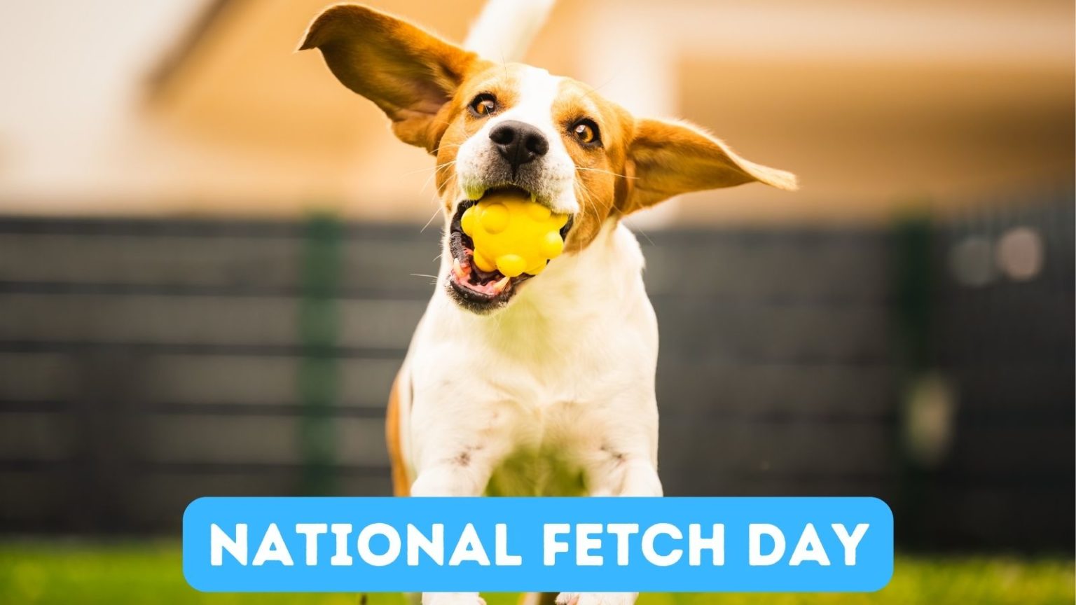 Are You Ready for National Fetch Day?