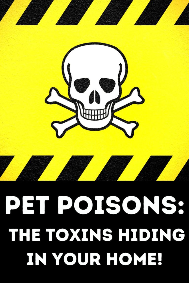 Pet Poison Prevention Awareness: The Toxins Hiding in Your Home!