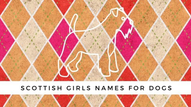 500 Scottish Dog Names For Your Lad Or Lass