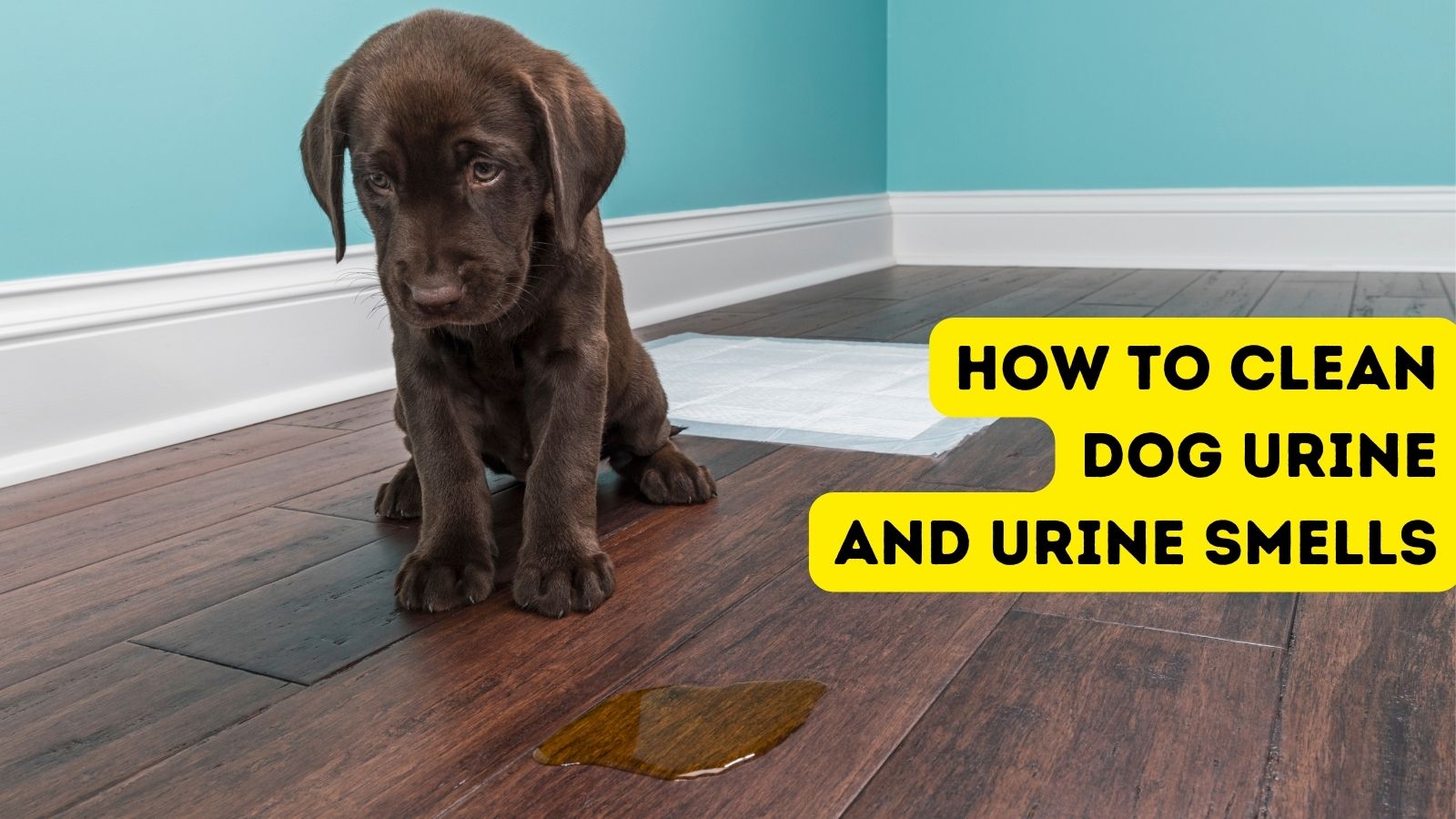 why do dogs wipe their feet after they pee