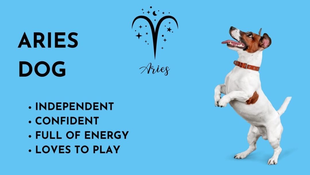 Dog Astrology Decode your dog's personality by zodiac sign