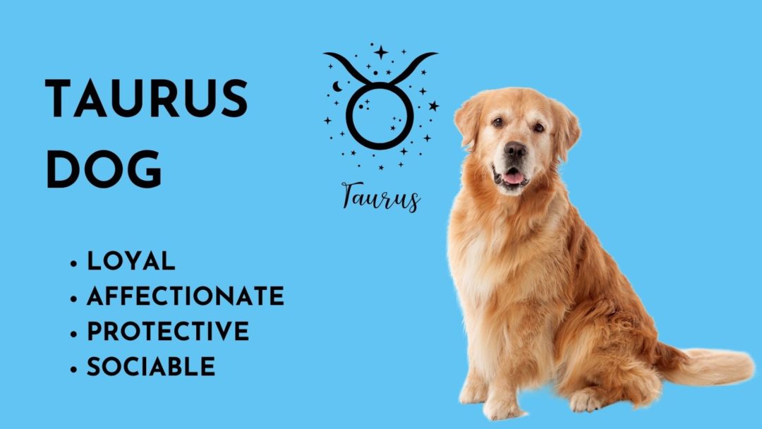 Dog Astrology Decode your dog's personality by zodiac sign