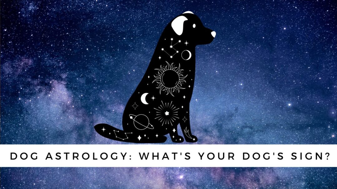 Dog Astrology Decode your dog's personality by zodiac sign