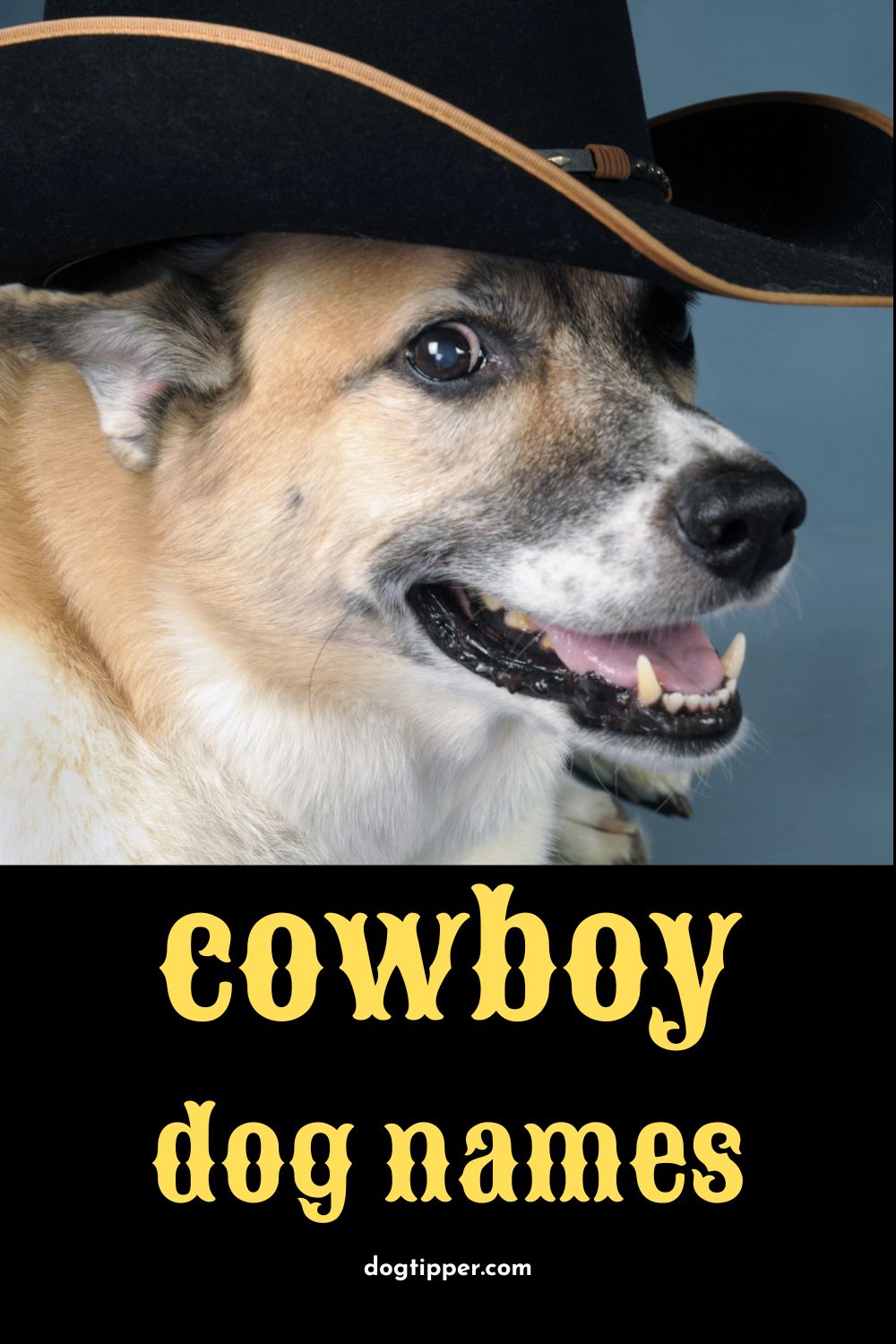 250-cowboy-dog-names-for-your-buckaroo